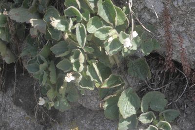 Asarina procumbens, photographed by Nico