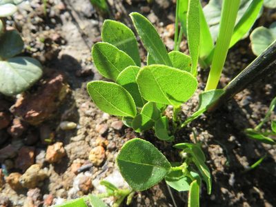 Psoralea rotundifolia, photographed by linkie