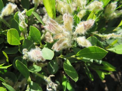 Psoralea rotundifolia, photographed by linkie