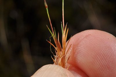 Gaimardia setacea, photographed by Pieter Pelser
