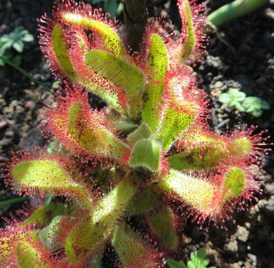 Drosera hilaris, photographed by linkie