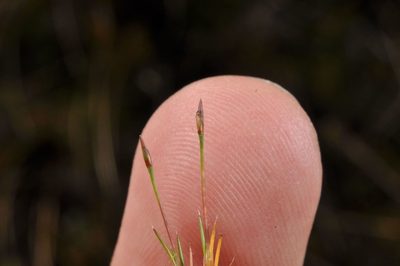 Gaimardia setacea, photographed by Pieter Pelser