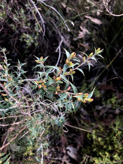 Styphelia rufa, photographed by Connor Margetts