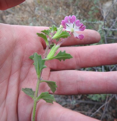 Zaluzianskya katharinae, photographed by Matthew Fainman