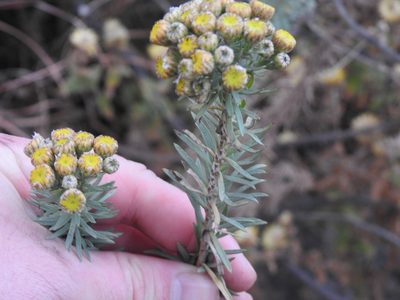 Phymaspermum athanasioides, photographed by Matthew Fainman