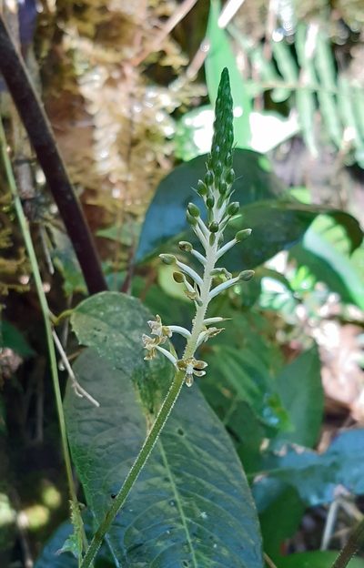 Cranichis ciliata, photographed by Thibaud Aronson