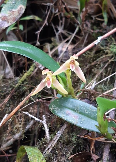 Maxillaria alpestris, photographed by Thibaud Aronson