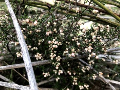 Cryptandra tomentosa, photographed by Connor Margetts