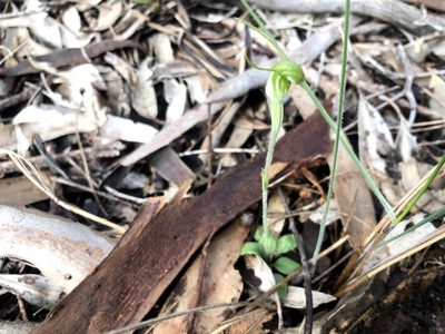 Pterostylis nana, photographed by Connor Margetts