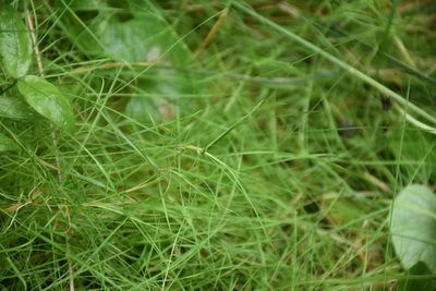 Agrostis canina, photographed by Игорь Васильев