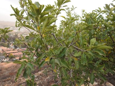 Pittosporum viridiflorum, photographed by Matthew Fainman