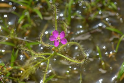 Drosera indica, photographed by Prashantha Krishna M C