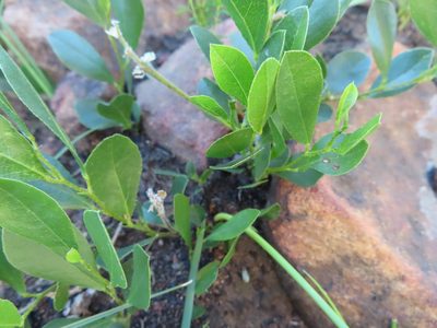 Psoralea rotundifolia, photographed by linkie