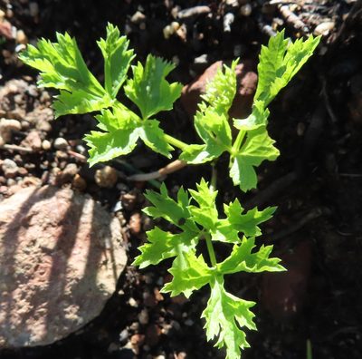 Knowltonia tenuifolia, photographed by linkie