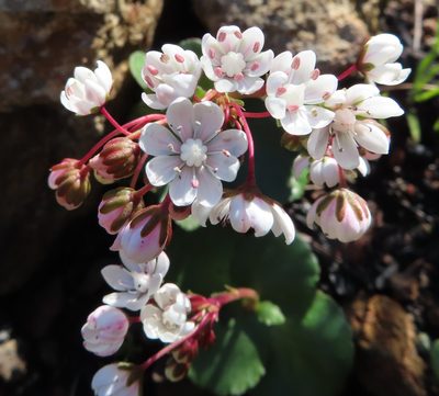Crassula capensis, photographed by linkie