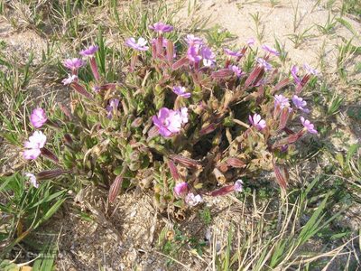 Silene littorea, photographed by José Luis Camaño