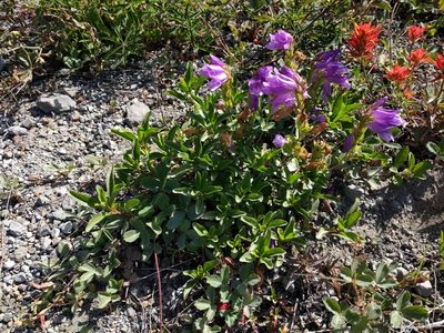 Penstemon cardwellii, photographed by John Brew