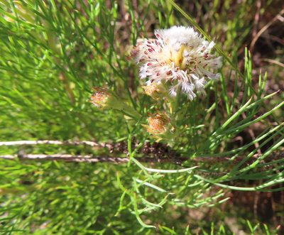 Serruria kraussii, photographed by linkie