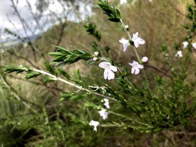Prostanthera behriana, photographed by Connor Margetts