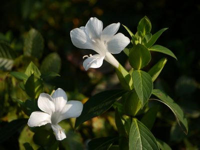 Barleria grandiflora, photographed by Dinesh Valke