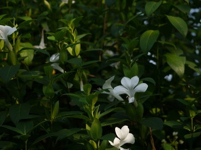 Barleria grandiflora, photographed by Dinesh Valke