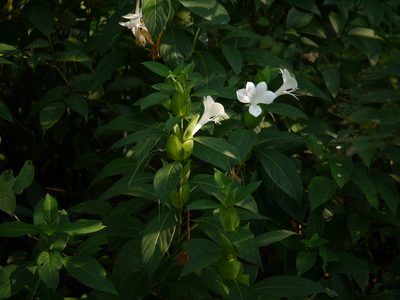 Barleria grandiflora, photographed by Dinesh Valke