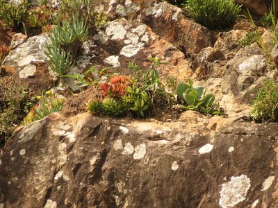 Haworthia turgida, photographed by Christiaan Viljoen