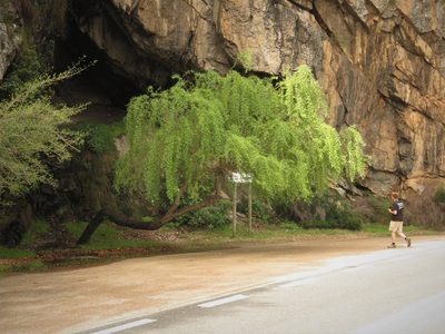 Salix mucronata, photographed by Christiaan Viljoen