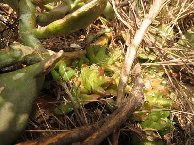 Haworthia turgida, photographed by Christiaan Viljoen
