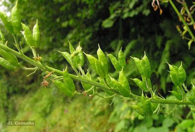 Aconitum vulparia, photographed by José Luis Camaño