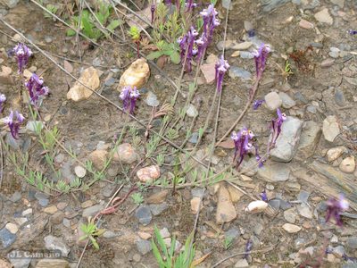 Linaria amethystea, photographed by José Luis Camaño