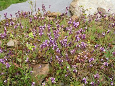 Linaria amethystea, photographed by José Luis Camaño