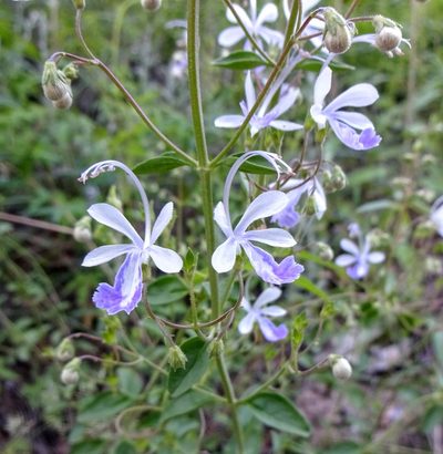 Trichostema arizonicum, photographed by Andrew Tree