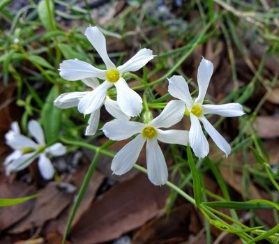 Phlox tenuifolia, photographed by Andrew Tree
