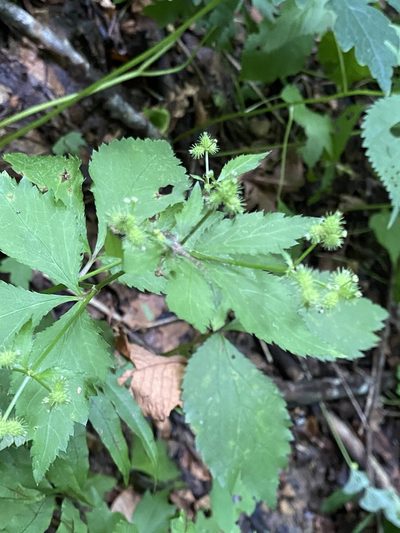 Sanicula trifoliata, photographed by Asher P Higgins