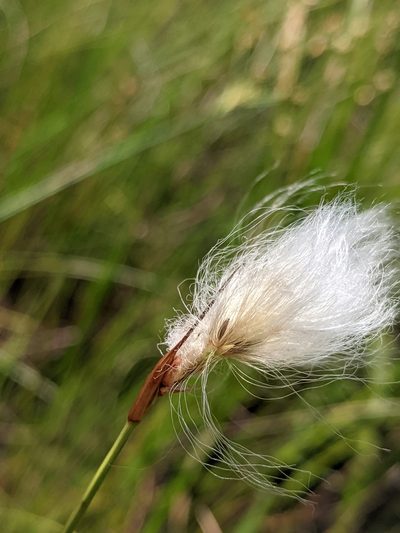 Eriophorum tenellum, photographed by Benoit Renaud