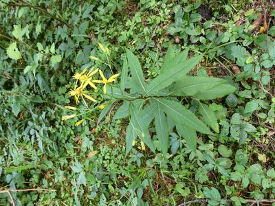 Senecio ovatus, photographed by Norrland