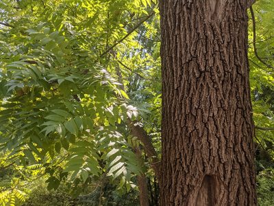 Juglans hindsii, photographed by Will Sides