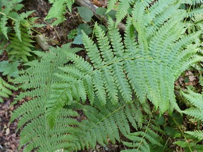 Oreopteris limbosperma, photographed by Norrland
