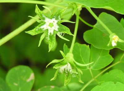 Gonolobus naturalistae, photographed by Francisco Farriols Sarabia