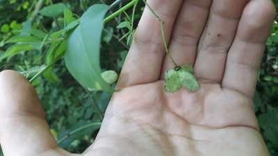 Euonymus atropurpureus, photographed by Lindsey G.