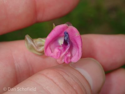 Strophostyles umbellata, photographed by Dan Schofield