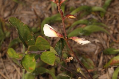 Galactia elliottii, photographed by Judy Gallagher