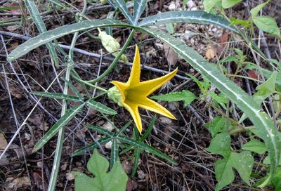 Cucurbita digitata, photographed by Andrew Tree