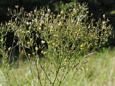 Lactuca canadensis, photographed by mefisher