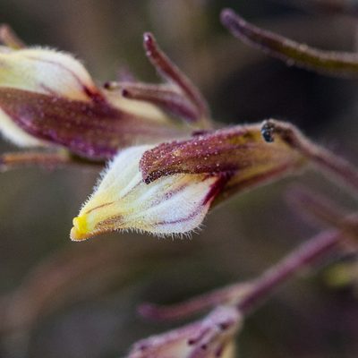 Cordylanthus tenuis, photographed by Ken-ichi Ueda