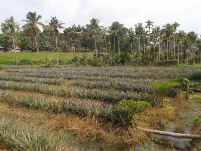 Ananas comosus, photographed by Vis M