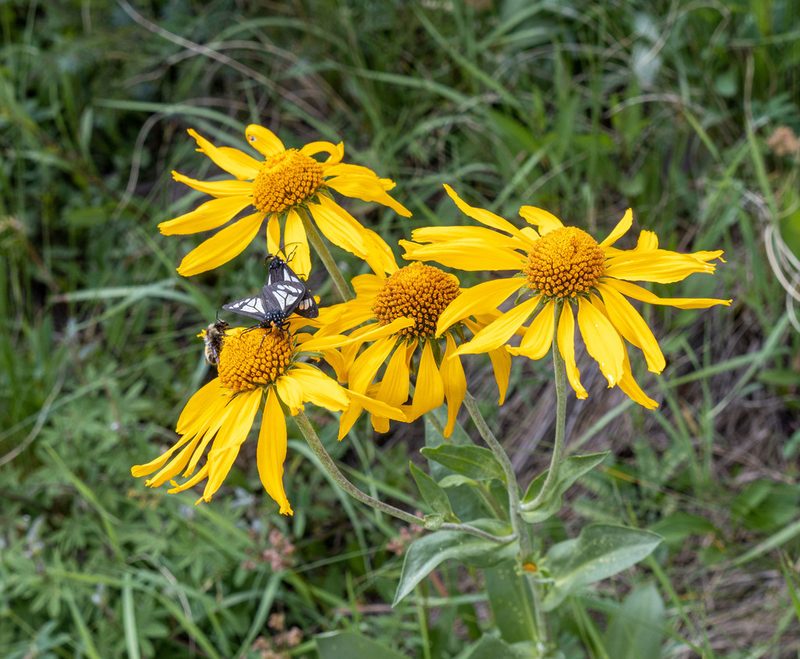 Hymenoxys hoopesii, photographed by Bob Walker