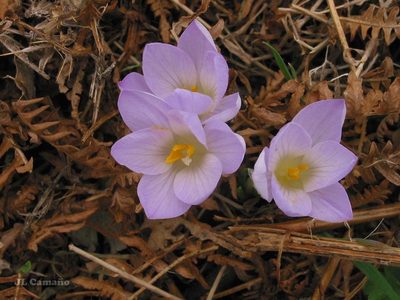 Crocus carpetanus, photographed by José Luis Camaño