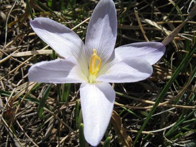 Crocus carpetanus, photographed by José Luis Camaño